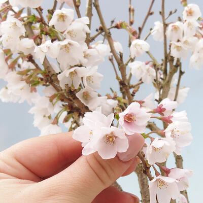 Vonkajší bonsai - Prunus incisa Kojou-no mai-Višňa vyrezaná - 7