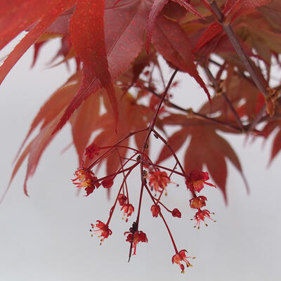Vonkajší bonsai - Acer palmatum Atropurpureum - Javor dlanitolistý červený - 7