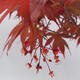 Vonkajší bonsai - Acer palmatum Atropurpureum - Javor dlanitolistý červený - 7/7