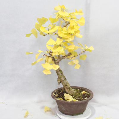 Vonkajšie bonsai - Ginko dvojlaločné - Ginkgo biloba - 7