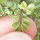Vonkajšie bonsai - Ulmus parvifolia SAIGEN - malolistá brest - 6/6