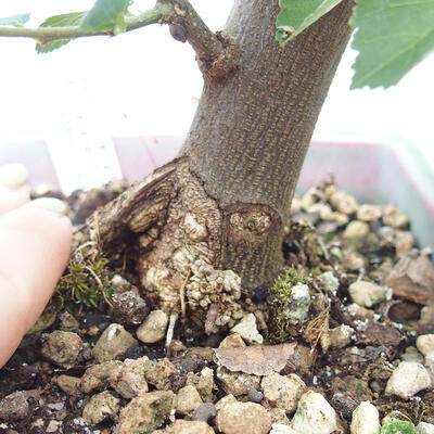 Izbová bonsai - Grewia occidentalis - Hviezdica levanduľová - 7