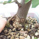 Izbová bonsai - Grewia occidentalis - Hviezdica levanduľová - 7/7