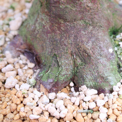 Vonkajší bonsai - Japonská azalka SATSUKI- Azalea KINSHO - 7