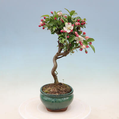 Vonkajší bonsai -Malus halliana - Maloplodé jabloň - 7