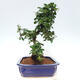 Izbová bonsai - Carmona macrophylla - Čaj fuki - 7/7