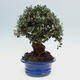 Izbová bonsai - Olea europaea sylvestris -Oliva evropská drobnolistá - 7/7