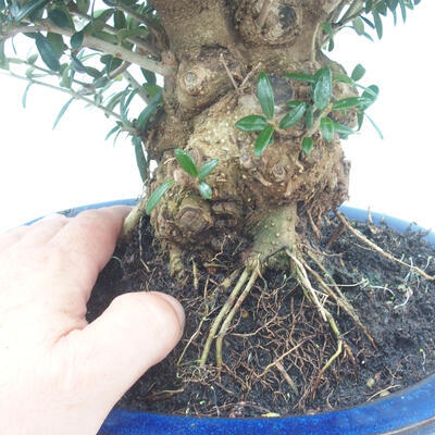 Izbová bonsai - Olea europaea sylvestris -Oliva evropská drobnolistá - 7