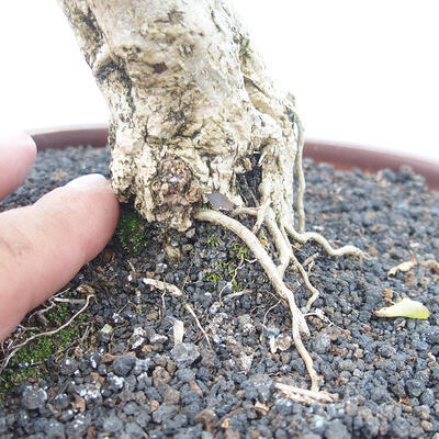 Izbová bonsai - Durant erecta aurea - 7