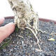 Izbová bonsai - Durant erecta aurea - 7/7