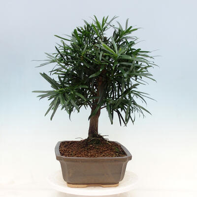 Izbová bonsai - Podocarpus - Kamenný tis - 7