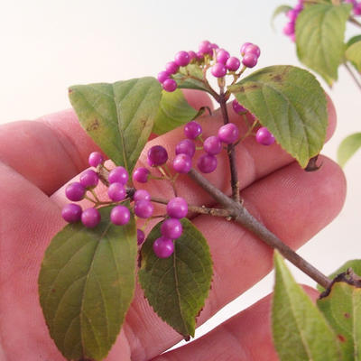 Vonkajší bonsai - krásnoplodka Callicarpa - 7
