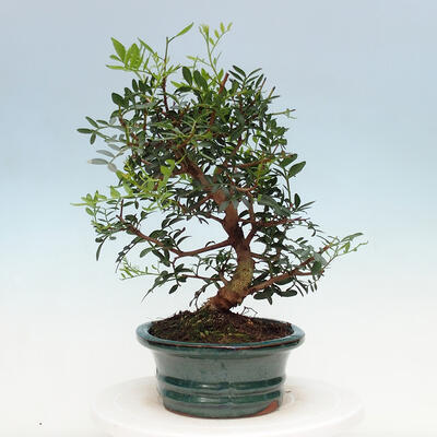 Izbová bonsai -  Pistácie - 7