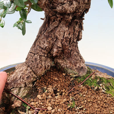 Izbová bonsai - Olea europaea sylvestris -Oliva evropská drobnolistá - 7
