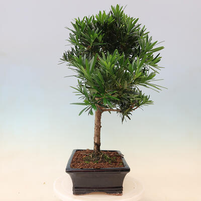 Izbová bonsai - Podocarpus - Kamenný tis - 7