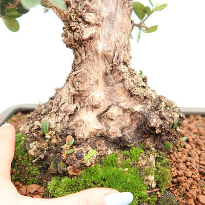 Izbová bonsai - Olea europaea sylvestris -Oliva európska drobnolistá - 7
