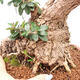 Izbová bonsai - Olea europaea sylvestris -Oliva európska drobnolistá - 7/7
