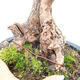 Izbová bonsai - Olea europaea sylvestris -Oliva európska drobnolistá - 7/7