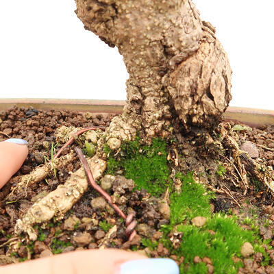Izbová bonsai - Olea europaea sylvestris -Oliva európska drobnolistá - 7