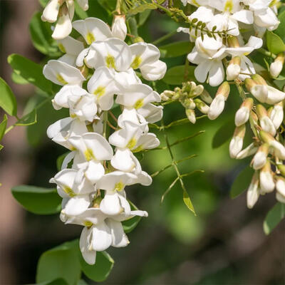 Vonkajšie bonsai - Agát - Robinia pseudoacacia - 7