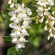 Vonkajšie bonsai - Agát - Robinia pseudoacacia - 6/6