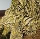 Izbová bonsai - Buxus harlandii - korkový buxus - 7/7