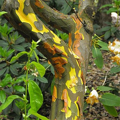 Vonkajšie bonsai - Pseudocydonia sinensis - Dula čínska - 7