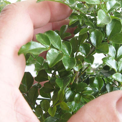 Izbová bonsai - Fraxinus uhdeii - izbový Jaseň - 7
