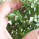 Izbová bonsai - Fraxinus uhdeii - izbový Jaseň - 6/6