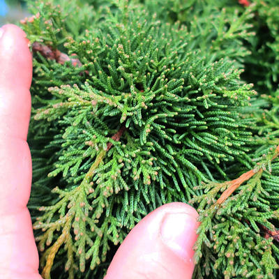 Yamadori Juniperus chinensis - borievka - 7
