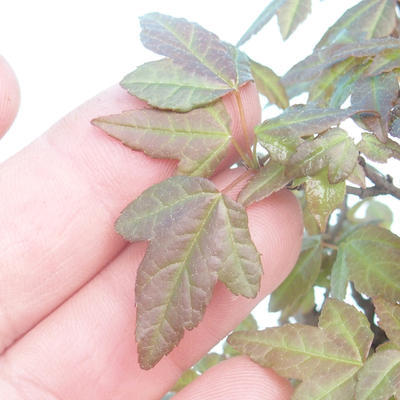 Shohin - Javor-Acer burgerianum na skale - 7