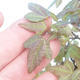 Shohin - Javor-Acer burgerianum na skale - 6/6
