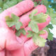 Vonkajší bonsai -Javor babyka - Acer campestre - 6/6