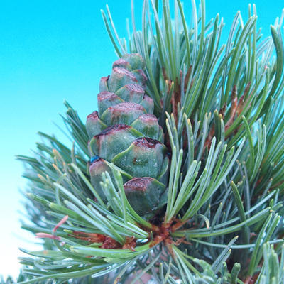 Vonkajší bonsai -Borovice drobnokvetá - Pinus parviflora glauca - 7