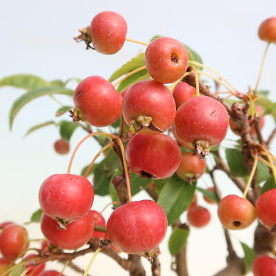 Vonkajší bonsai -Malus halliana - Maloplodé jabloň - 7