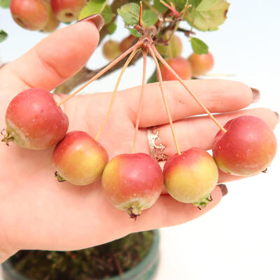 Vonkajší bonsai -Malus halliana - Maloplodá jabloň - 7