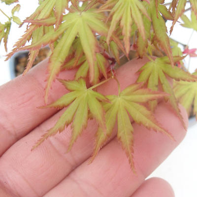 Shohin - Javor-Acer palmatum - 7