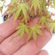 Shohin - Javor-Acer palmatum - 6/6