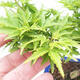 Vonkajší bonsai -Javor dlaňovitolistý Acer palmatum Shishigashira - 7/7