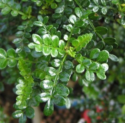 Izbová bonsai - Zantoxylum piperitum - pepřovník - 7