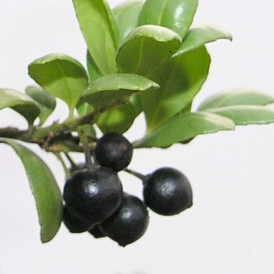 Servis bonsai - Ilex crenata - Cezmína - 7