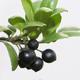 Servis bonsai - Ilex crenata - Cezmína - 4/4