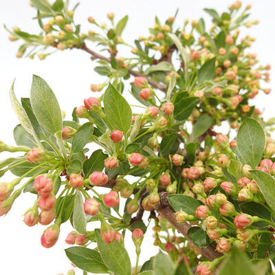 Vonkajší bonsai - Malus sergentiu - Maloplodá jabloň - 7