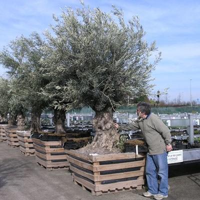 Pokojová bonsai - Olea europaea sylvestris -Oliva evropská drobnolistá PB2192032 - 7